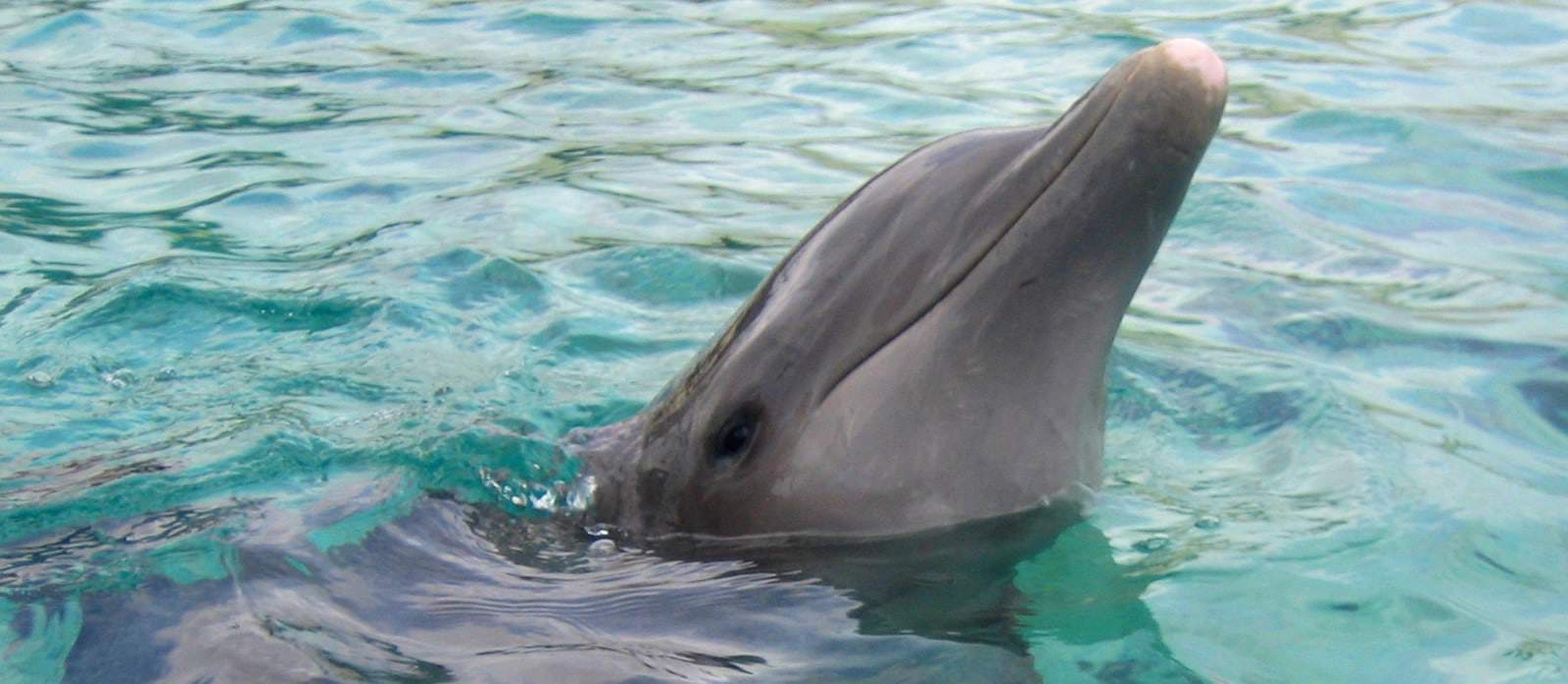 swim with dolphins in cancun mexico