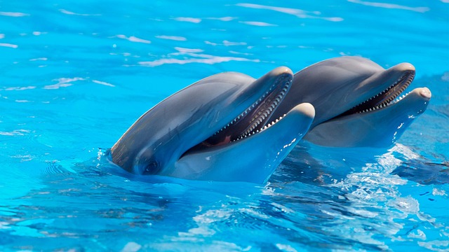 Cozumel Island Swim With Dolphins