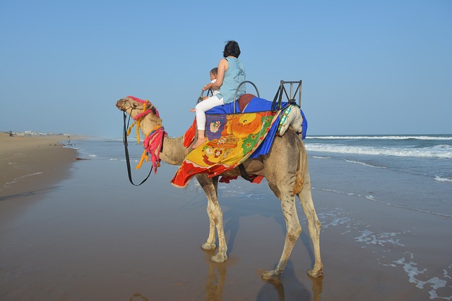 Camel Rides Cabo San Lucas