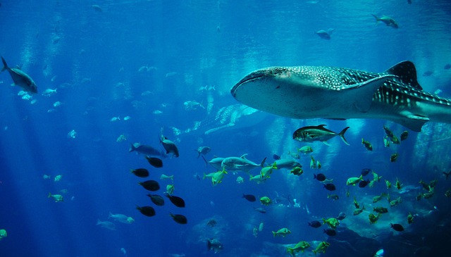 Whale Sharks Los Cabos