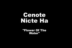 Cenote Nicte Ha Flower Of The Water
