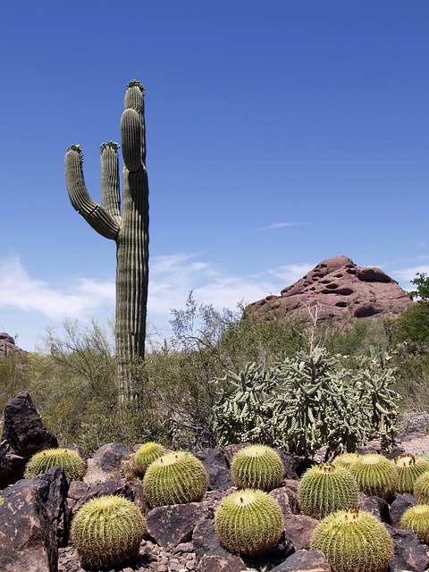 Discover Phoenix Arizona Viaa A Timeshare Promotional Trip (2)