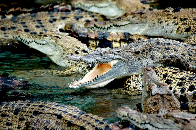 Daytona Beach Alligators Orlando Florida