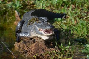 Daytona Beach Area Alligators