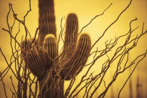 Discover Phoenix Arizona Via A Timeshare Promotional Trip