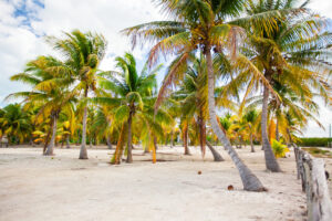 Palm trees on white sand beach on Holbox island, Mexico