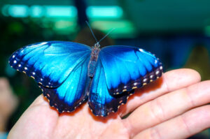 Aruba Island Butterfly Farm