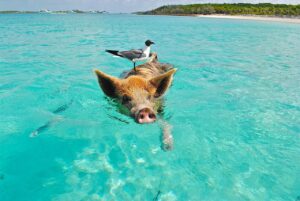 Discover The Bahama Islands Via A Timeshare Vacation Promotion Deal