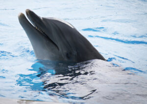 Grand Bahamas Dolphin Experience at Sanctuary Bay